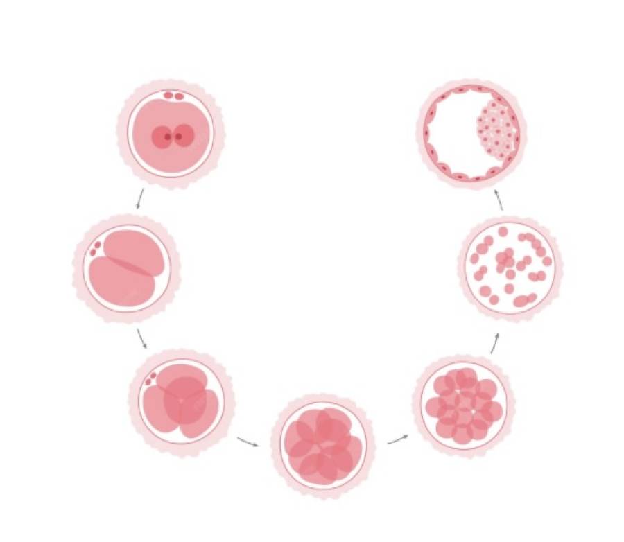 Эмбрионы по Гарднеру: школьный дневник будущей жизни
