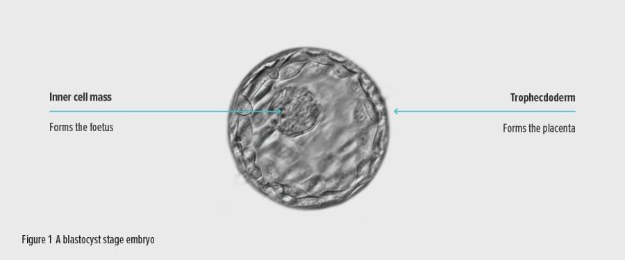 ПГТ-А в программах ЭКО и биологический фактор