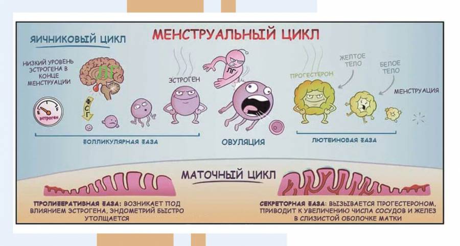 Менструальный цикл. Работа женской репродуктивной системы